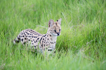薮猫猫的草原的萨凡纳肯尼亚服务器猫的草原的萨凡纳肯尼亚