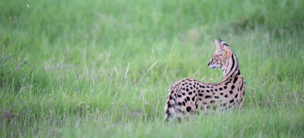 薮猫猫的草原的萨凡纳肯尼亚服务器猫的草原的萨凡纳肯尼亚