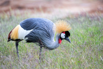 色彩斑斓的鸟的萨凡纳<strong>肯尼亚</strong>色彩斑斓的鸟的萨凡纳<strong>肯尼亚</strong>