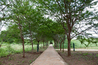 通路之间的的树与很多<strong>绿色植物</strong>肯尼亚通路之间的的树与很多<strong>绿色植物</strong>
