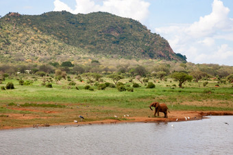 一个红色的大象的<strong>水潭</strong>狩猎的鸟一个大象的<strong>水潭</strong>狩猎的鸟