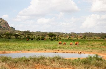 红色的大象家庭未来的水潭很多绿色植物大象家庭未来的水潭