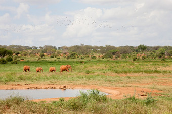红色的大象家庭未来的水潭很多绿色植物大象家庭未来的水潭