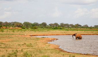 一个红色的大象沐浴的水潭与很多鸟这海岸一个大象沐浴的水潭与很多鸟