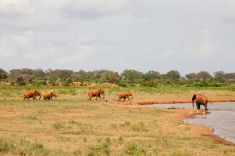 很多红色的大象是的水潭很多大象的水潭
