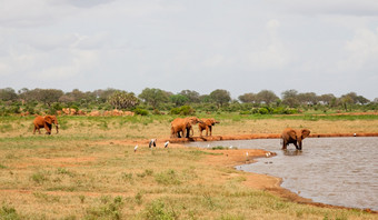 很多红色的大象是的水潭很多大象的水潭