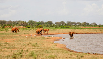 很多红色的大象是的<strong>水潭</strong>很多大象的<strong>水潭</strong>