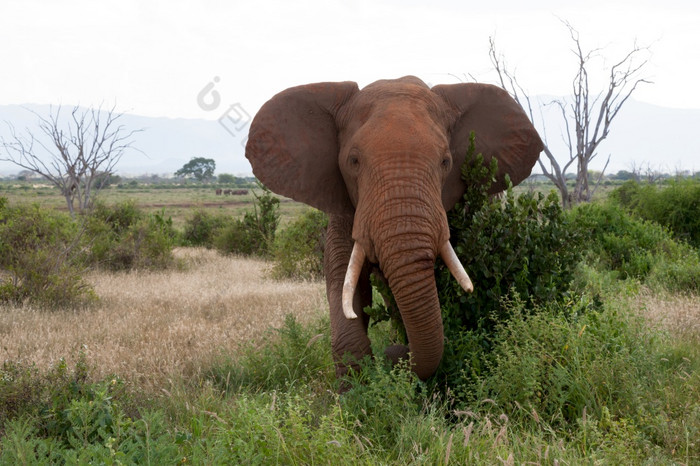 大大象站的草原的萨凡纳与很多绿色植物大大象的草原的萨凡纳