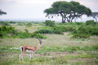 的汤姆森瞪羚的草原肯尼亚与很多植物汤姆森瞪羚的草原肯尼亚与很多植物
