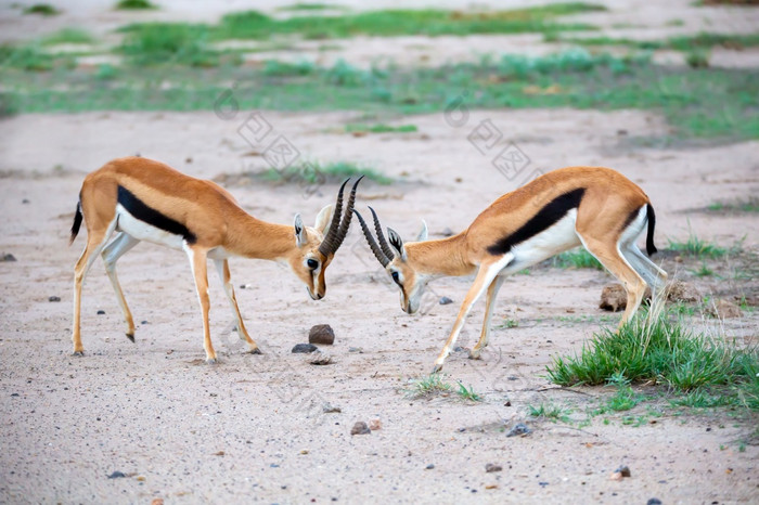 两个汤姆森瞪羚是战斗的萨凡纳的国家公园两个汤姆森瞪羚是战斗的萨凡纳肯尼亚