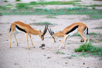两个汤姆森瞪羚是<strong>战斗</strong>的萨凡纳的国家公园两个汤姆森瞪羚是<strong>战斗</strong>的萨凡纳肯尼亚