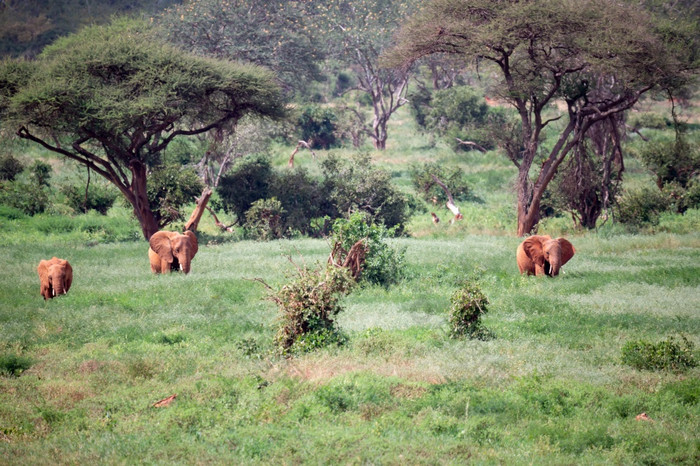 很多大象是走的草原的萨凡纳肯尼亚很多大象是走的草原肯尼亚