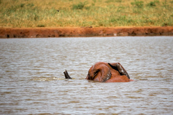 一个<strong>大红色</strong>的大象取浴的水潭<strong>大红色</strong>的大象取浴的水潭