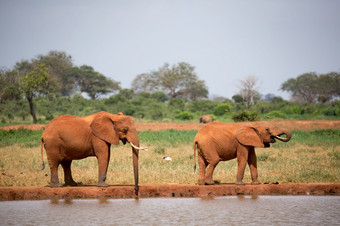 大象家庭喝水从的水潭家庭大象喝水从的水潭