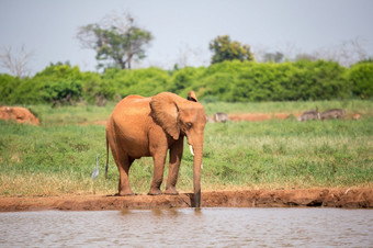 红色的大象<strong>喝水</strong>从的<strong>水</strong>潭一个红色的大象<strong>喝水</strong>从的<strong>水</strong>潭