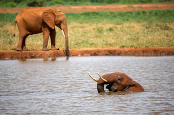 一个大红色的大象取浴的<strong>水潭</strong>大红色的大象取浴的<strong>水潭</strong>