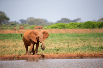 红色的大象喝水从的<strong>水潭</strong>一个红色的大象喝水从的<strong>水潭</strong>