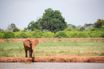 红色的大象喝水从的水潭一个红色的大象喝水从的水潭