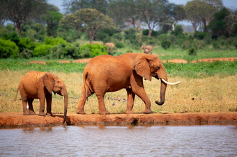 一些大象是的<strong>水潭</strong>的萨凡纳大象的<strong>水潭</strong>的萨凡纳