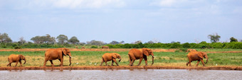一些大象是的水潭的萨凡纳大象的水潭的萨凡纳