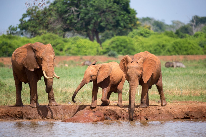 大象家庭喝水从的水潭家庭大象喝水从的水潭