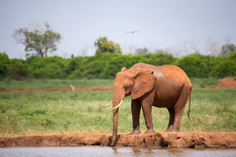 红色的大象喝水从的<strong>水潭</strong>一个红色的大象喝水从的<strong>水潭</strong>