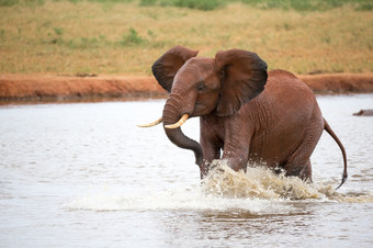 一个红色的大象玩的水<strong>潭</strong>红色的大象玩的水<strong>潭</strong>