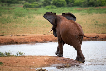 一个红色的大象玩的<strong>水潭</strong>红色的大象玩的<strong>水潭</strong>