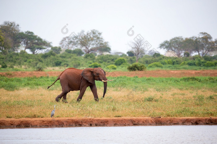 一个年轻的红色的大象运行和玩的草原的萨凡纳年轻的红色的大象运行和玩的草原的萨凡纳