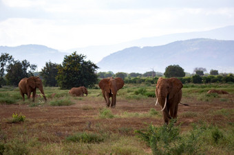 很多<strong>大象</strong>是走的<strong>草原</strong>的萨凡纳肯尼亚很多<strong>大象</strong>是走的<strong>草原</strong>肯尼亚