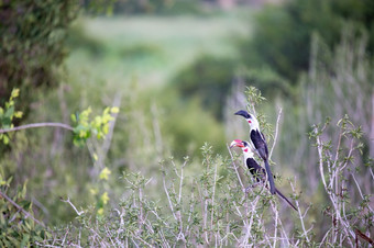 当地的肯尼亚鸟的绿色布什当地的肯尼亚鸟的绿色布什