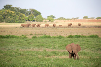 很<strong>多大</strong>象是走的草原的萨凡纳肯尼亚很<strong>多大</strong>象是走的草原肯尼亚