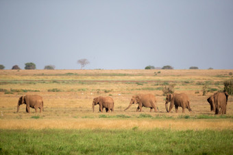 很多大象是走的草原的萨凡纳肯尼亚很多大象是走的草原肯尼亚