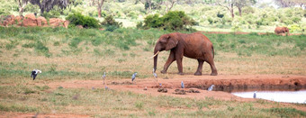 大象的水潭的萨凡纳肯尼亚大象的水潭的萨凡纳肯尼亚