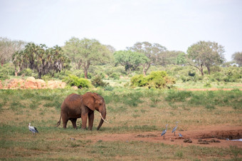 红色的大象走的萨凡纳<strong>肯尼亚</strong>一个红色的大象走的萨凡纳<strong>肯尼亚</strong>