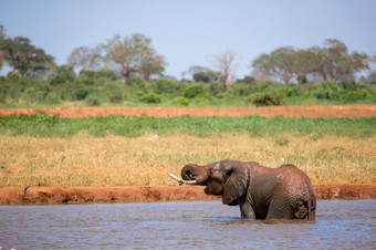 大象的<strong>水潭</strong>的萨凡纳肯尼亚大象的<strong>水潭</strong>的萨凡纳肯尼亚