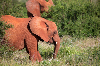 家庭红色的大象走之间的的<strong>布什</strong>红色的大象家庭走之间的的<strong>布什</strong>
