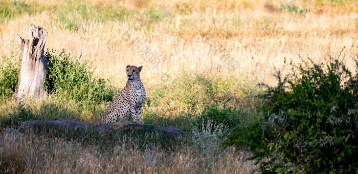 猎豹的草原的萨凡纳肯尼亚猎豹的草原的萨凡纳肯尼亚