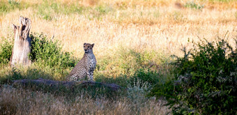 猎豹的草原的萨凡纳肯尼亚猎豹的草原的萨凡纳肯尼亚