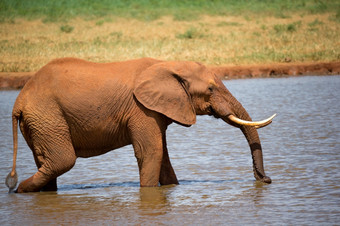 一个红色的大象饮料水从水洞红色的大象饮料水从水洞