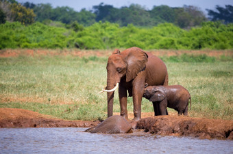 一些红色的大象的水潭的萨凡纳肯尼亚红色的大象的水潭的萨凡纳肯尼亚