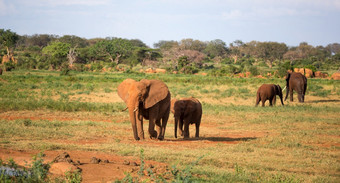 的大家庭红色的大象他们的道路通过的肯尼亚稀树大草原大家庭红色的大象他们的道路通过的肯尼亚稀树大草原
