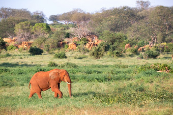一个<strong>大红色</strong>的大象走通过的萨凡纳之间的许多植物<strong>大红色</strong>的大象走通过的萨凡纳之间的许多植物