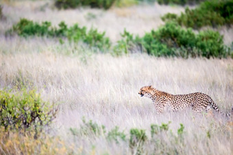 的猎豹走的高草的萨凡纳看为某物吃猎豹走的高草的萨凡纳看为某物吃