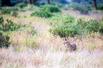 一个猎豹的高草潜伏为它的猎物猎豹的高草潜伏为它的猎物