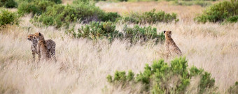 的猎豹是运行的萨凡纳的高草一些猎豹是运行的萨凡纳的高草