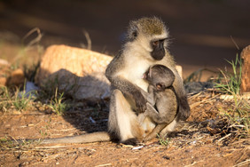的猴子与婴儿猴子的手臂猴子与婴儿猴子的手