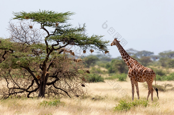 索马里长颈鹿吃的叶子金合欢树索马里长颈鹿吃的叶子金合欢树