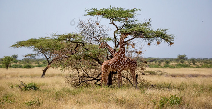 的索马里长颈鹿吃的叶子金合欢树两个索马里长颈鹿吃的叶子金合欢树