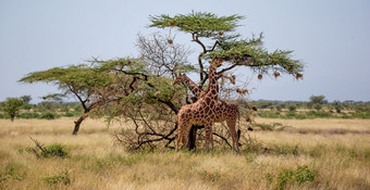 的索马里长颈鹿吃的<strong>叶子金</strong>合欢树两个索马里长颈鹿吃的<strong>叶子金</strong>合欢树
